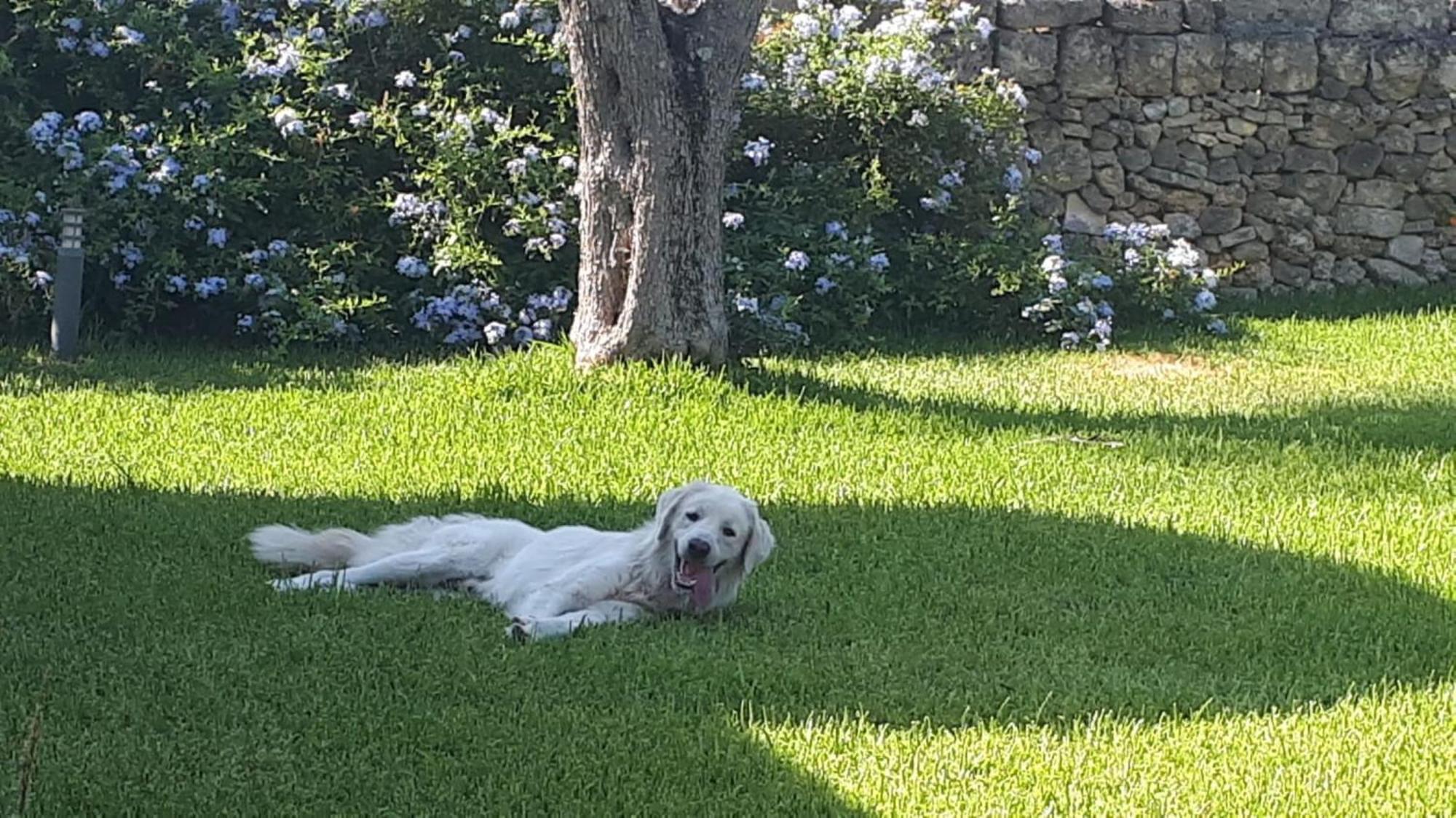 La Dimora Dei Gelsi Villa Castri di Lecce Buitenkant foto
